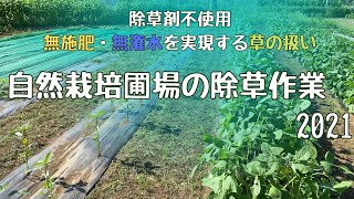 自然栽培に於ける草の役割〜無施肥・無潅水を実現する夏の除草作業〜【自然栽培・家庭菜園】