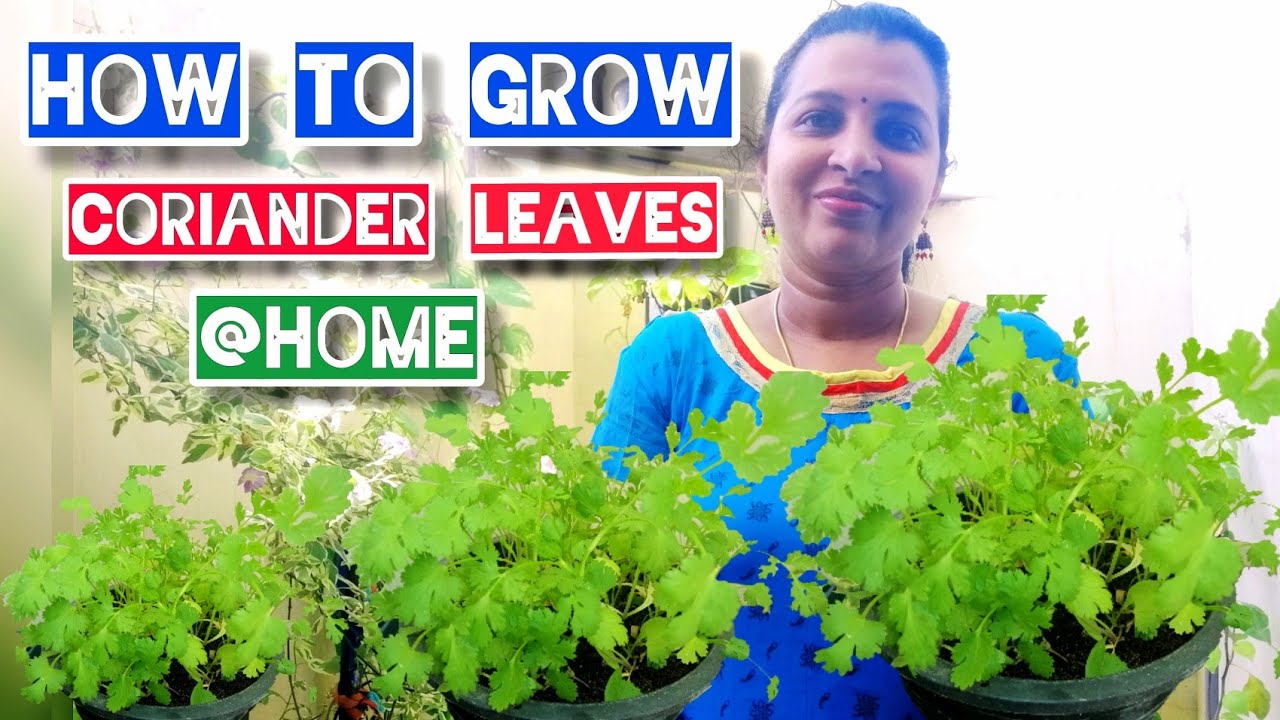 How To Grow Coriander Leaves At Home / Gardening Tips / Grow Coriander Leaves At Balcony