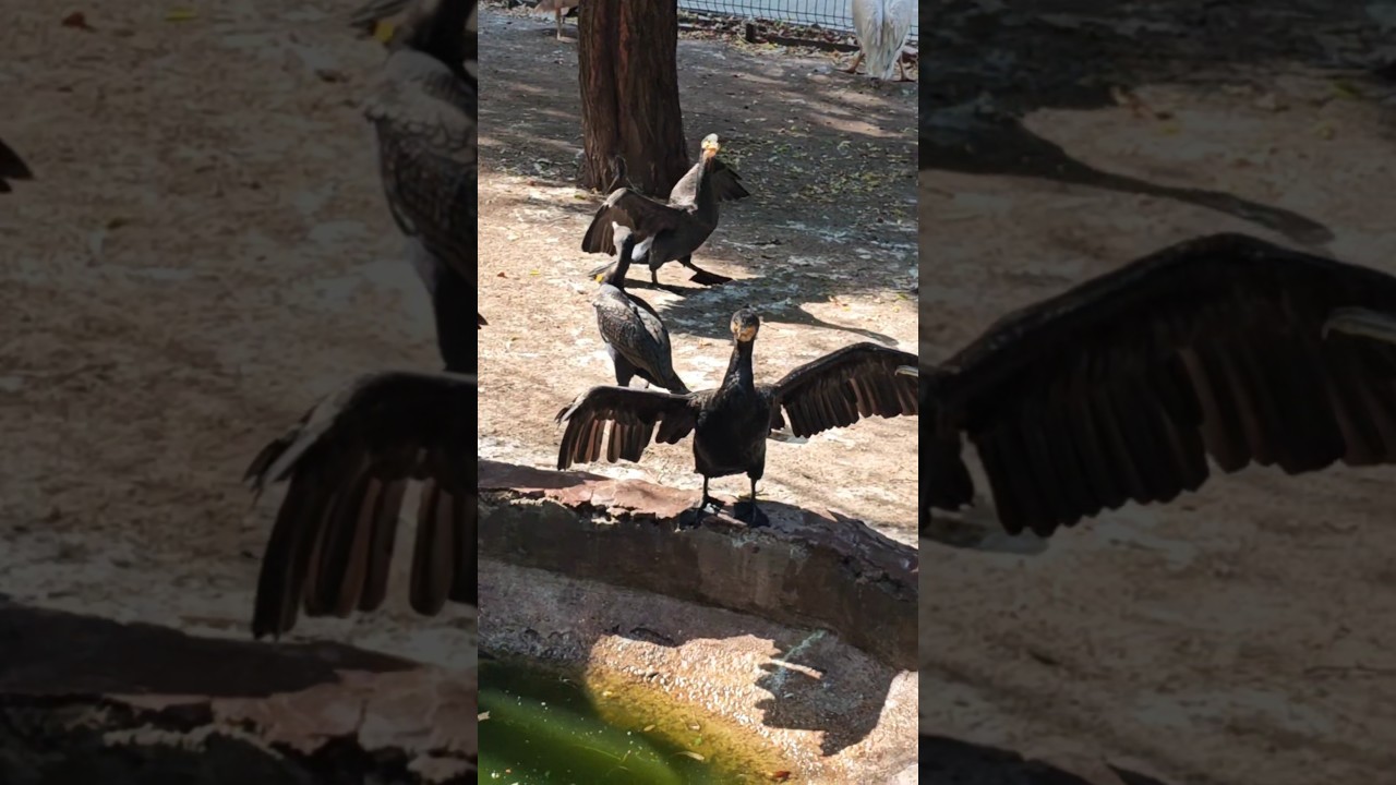 Чёрные охотники рядом с пеликаном — кто они? 