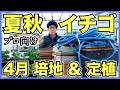 【夏秋イチゴ】培地と苗を紹介！長野県の実家で簡易的な高設ベンチと自動水やり装置で育てます