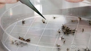 Pregnant women warned about Zika virus outbreak
