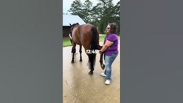 What It’s Like Being an Equine Performance Vet