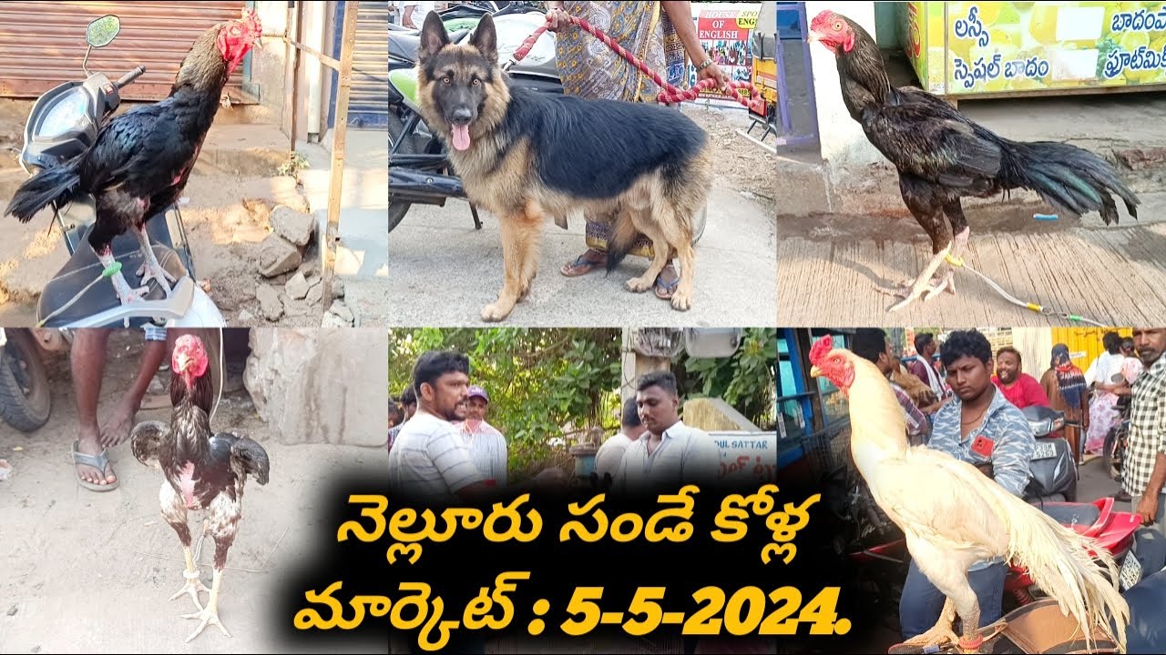 Nellore Sunday Kolla Market : 5-5-2024, #nelloresundaymarket, #venkyberasatv, #rooster,