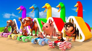 Choose Car to play Game Dog Pig Cow Deer Elephant & 5 Giant Duck ESCAPE CHALLENGE ROOM Animal Cage