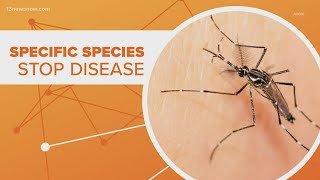 Connect the Dots: Genetically engineered mosquitoes to be released in Florida