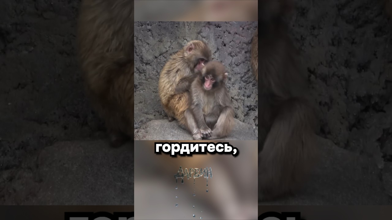 Панч стал старшим братом