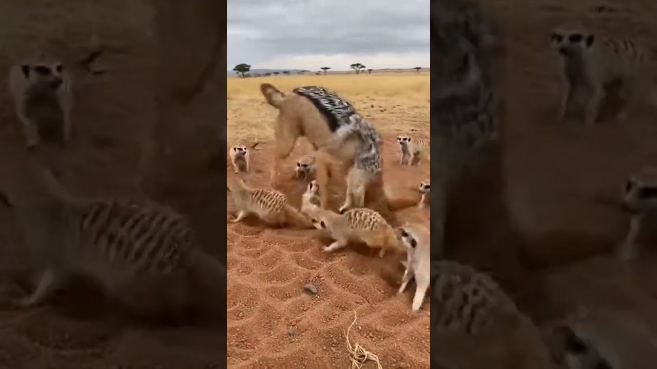 Savanna Ambush Twist: Meerkats Surround a Black-Backed Jackal — 4K (AI-Generated)