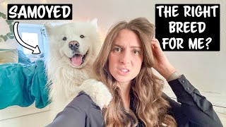 Why a Samoyed is NOT the right Breed for you by Wanderlust Samoyed 3,484 views 6 months ago 8 minutes, 43 seconds