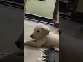 Love 💕#shortsviral #pets #youtubeshorts #golden #funny
