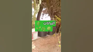 النباتات اغنية ليلى ميني فلوق لايك شير سبسكرايب 