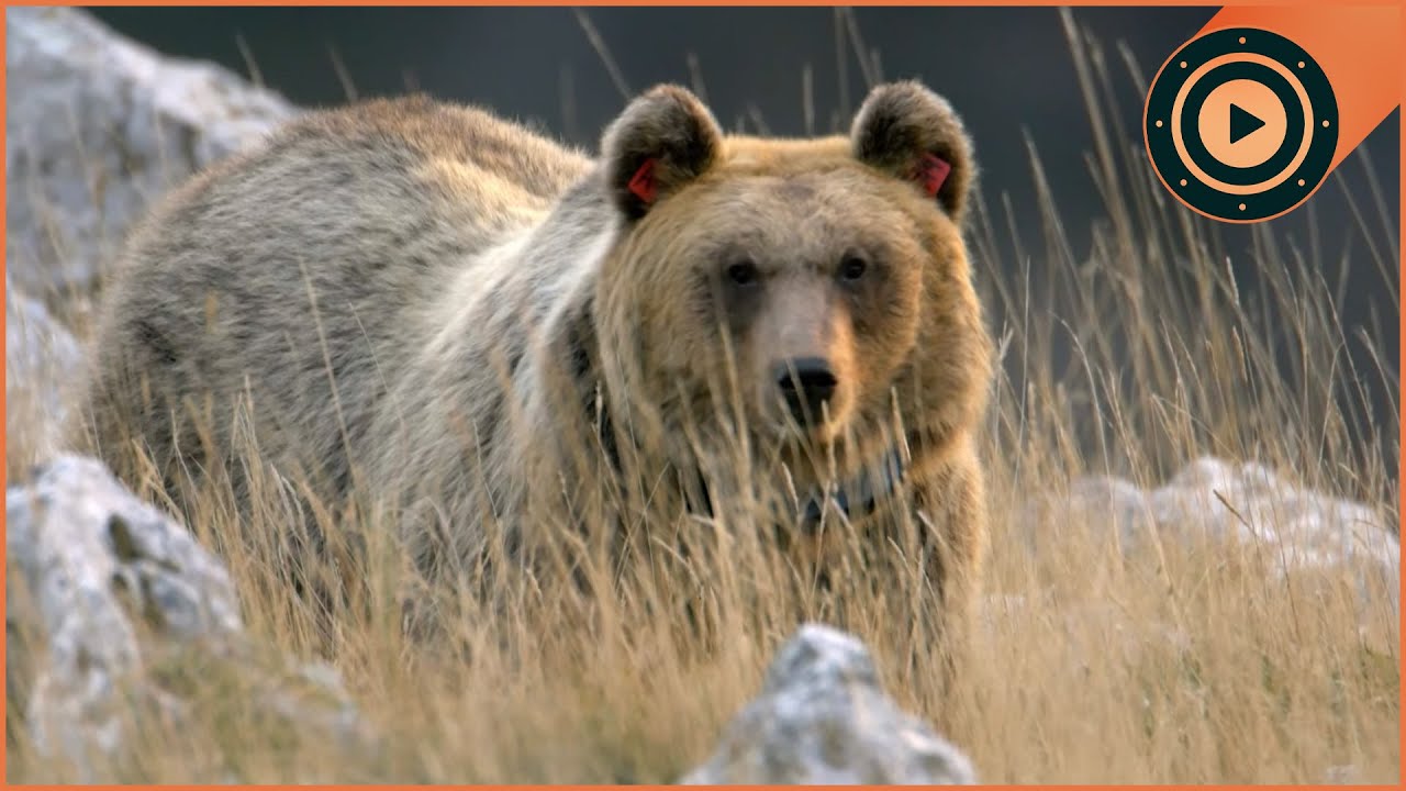 100 Bears Killed: The Secret War Against Italy's Largest Carnivore