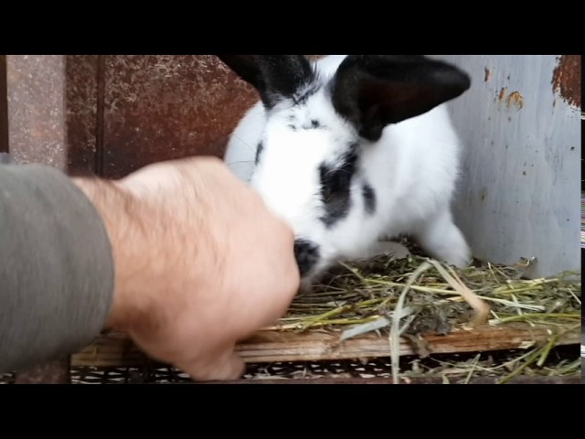 кролик бабочка