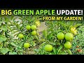 Daily vlog Summer zone apples update 