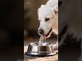 Pare agora de dar água da torneira para seu pet!#pets