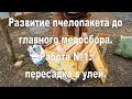 Развитие пчелопакета. Работа №1: Пересадка пчелопакета в улей.