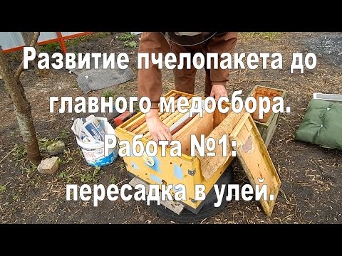 Развитие пчелопакета. Работа №1: Пересадка пчелопакета в улей.