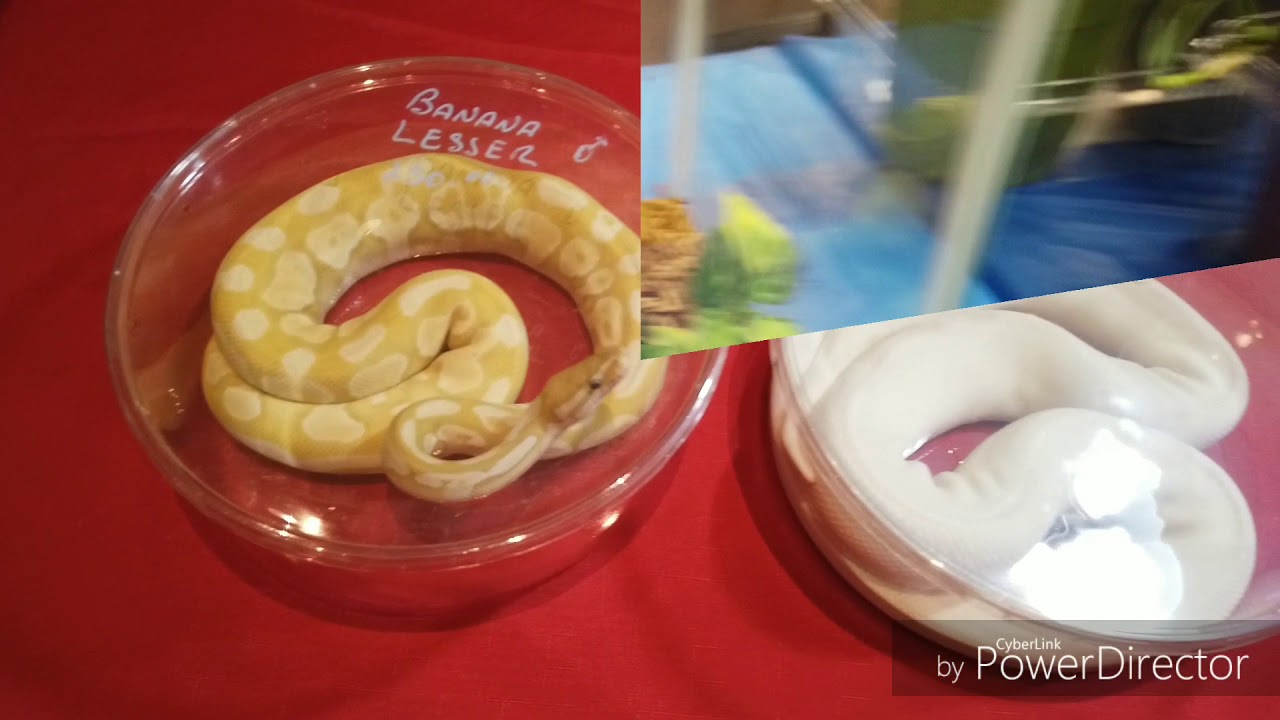 Show Me Reptile and Exotics Show April 2019 YouTube