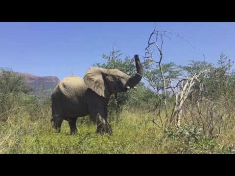 Elephant monitoring not to be missed!!!" - LEO Africa, Volunteers for wildlife & conservation