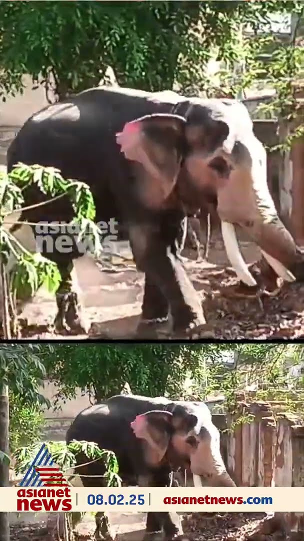 ഉത്സവത്തിന് എത്തിച്ച ആന ഇടഞ്ഞു; സ്‌കൂട്ടര്‍  എടുത്തെറിഞ്ഞ് പരാക്രമം