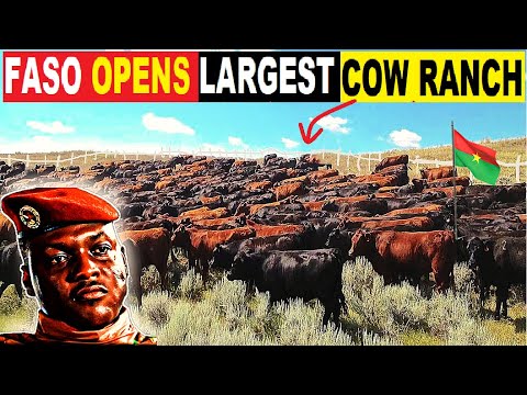 Ibrahim Traoré Opens Africa S Largest Cattle Ranch To End Meat Imports