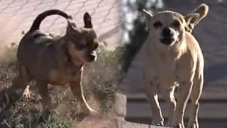 Tiny Terror – Arizona Town Terrorized by Packs of Stray Chihuahuas
I always thought Chihuahuas were pretty harmless, but apparently they can be quite vicious in large numbers. The residents of Maryvale, a small town in Arizona, can certainly vouch for the fact. The town is filled with stray pooches that are terrorizing children and defecating all over the place.
Local animal control officials say they’re finding it quite difficult to control the Chihuahua population. They’ve received over 6,000 calls from frustrated residents – three times higher than any other town in the state. According to Melissa Gable from Maricopa County Animal Control (MCAC), these dogs aren’t spayed or neutered so they’re always looking out for a mate and having babies. This makes the problem worse.
“There’s a lot of dogs in the street,” said Stephanie Guzman, a resident. “People will start going crazy because they bark all night.” Tiny Terror – Arizona Town Terrorized by Packs of Stray Chihuahuas