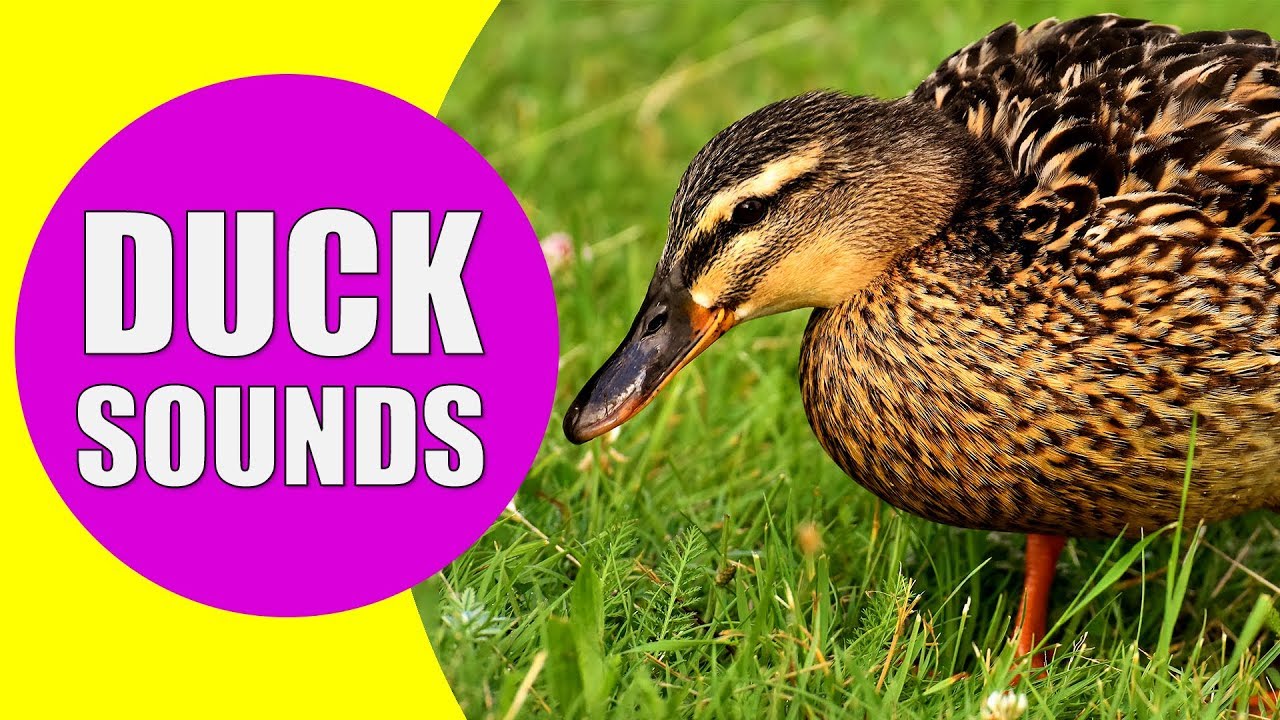 Звук утки слушать. Duck Sound. Quack Sound. Duck Quack. Звук утки.