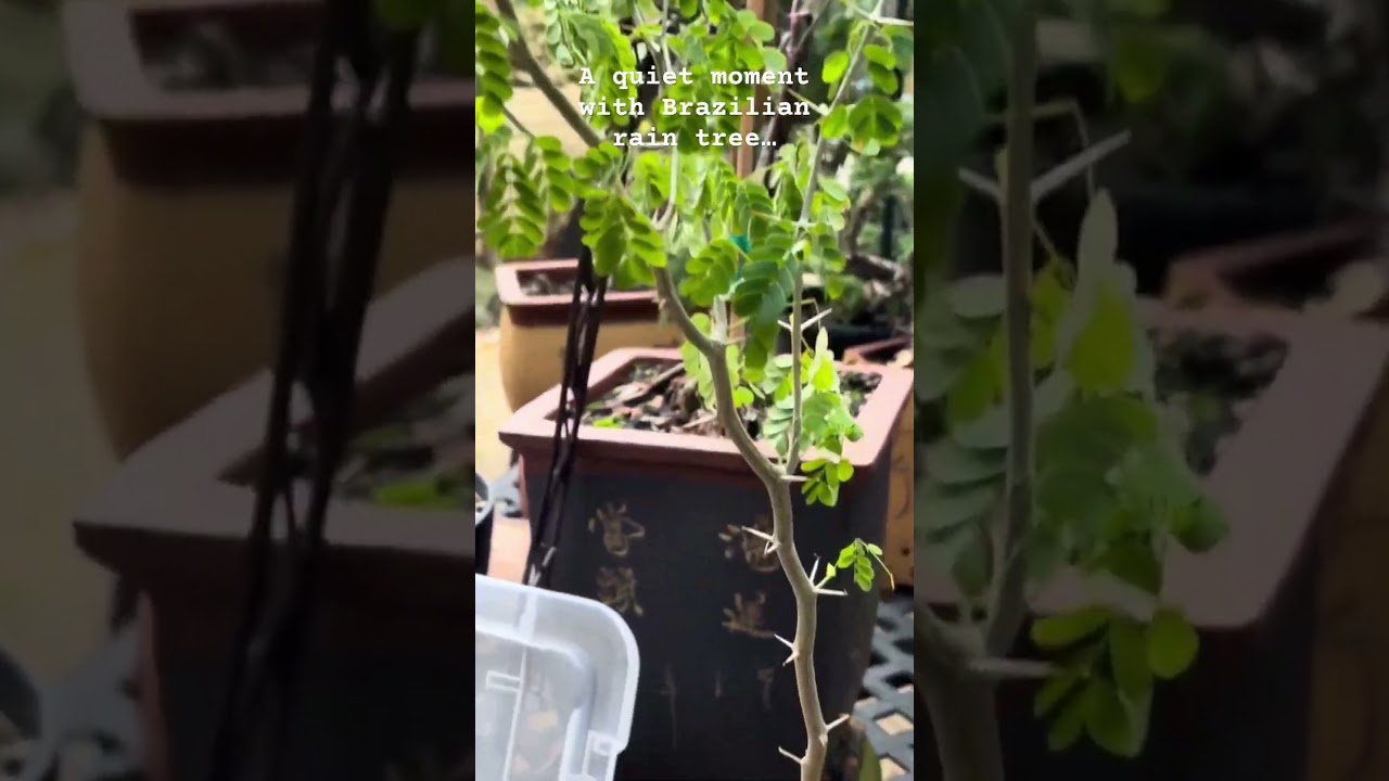 A quiet moment with my Brazilian Rain Tree 🌿