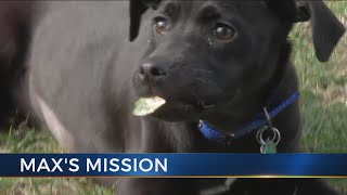 Max's Mission: Harley the lab/boxer mix needs a home