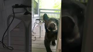 bear tries to break into my house😱🙀 #shorts