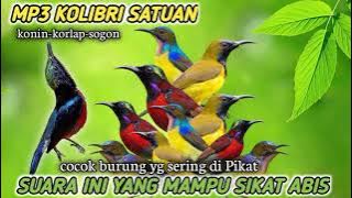 suara pikat burung kecil Kolibri kombinasi tercepat MP3 paling jitu ❗