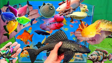 Video tổng hợp cá cảnh đẹp, vịt, vịt con, cá koi, cá trê, cá chép koi, cá Axolotl sáu sừng