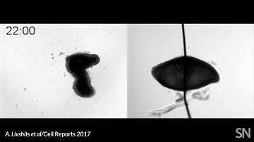 Mechanical scaffolding helps a hydra regenerate | Science News