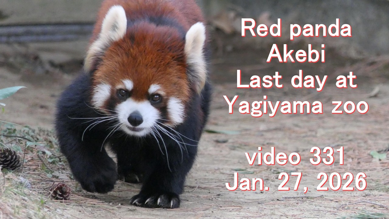 八木山レッサーリポート331 レッサーパンダ Red panda at Yagiyama zoo
