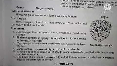 hippospongia classification, habitat and comments zoology practical bsc1 best handwritten study note