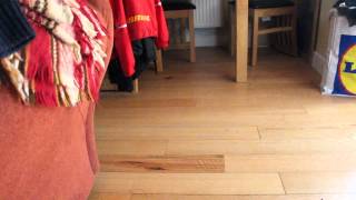 Supersonic Disappearing Border Collie.... Wait For It... Wait For It....