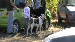 20100926 Выставка собак КСУ в Северодонецке 26 Сентября 2010 20100926 Выставка собак КСУ в Северодонецке 26 Сентября 2010