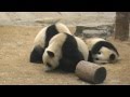 Beijing zoo, giant panda&#39;s