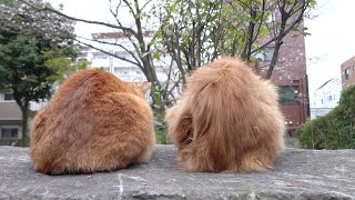 桜を見る会！？2匹の茶トラ猫が肩を並べてお花見をする