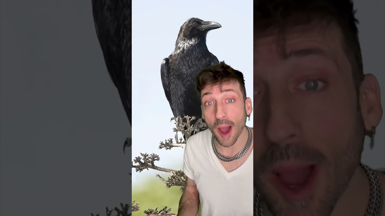 Вороны созданы по-другому.