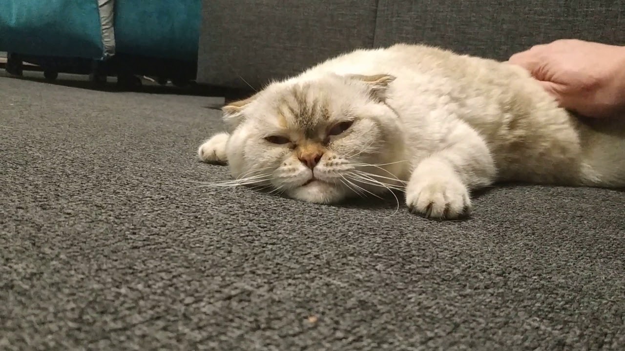 Кошка Хочет Фото
