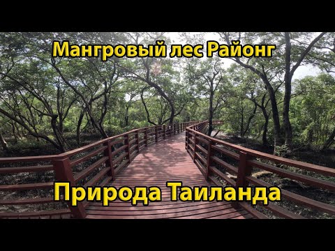 Видео: Что такое мангровые заросли: узнайте о важности мангровых растений