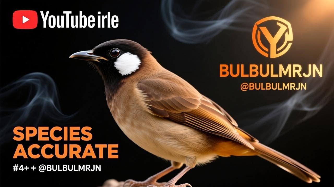 اجمل تغاريد للبلبل راح تسمعها