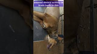 jerking dogs/non epileptic or epileptic myoclonus/CD