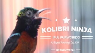 SUARA BURUNG: Kolibri Ninja Purworejo Berirama Syahdu Ngeroll Nembak