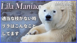 手持ち無沙汰な時【ホッキョクグマ】リラはこんな行動をする Polar Bear Life