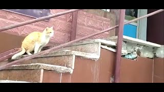 Cat climbing stairs. #cats #Stray by City cats short 990 63 views 1 year ago 15 seconds