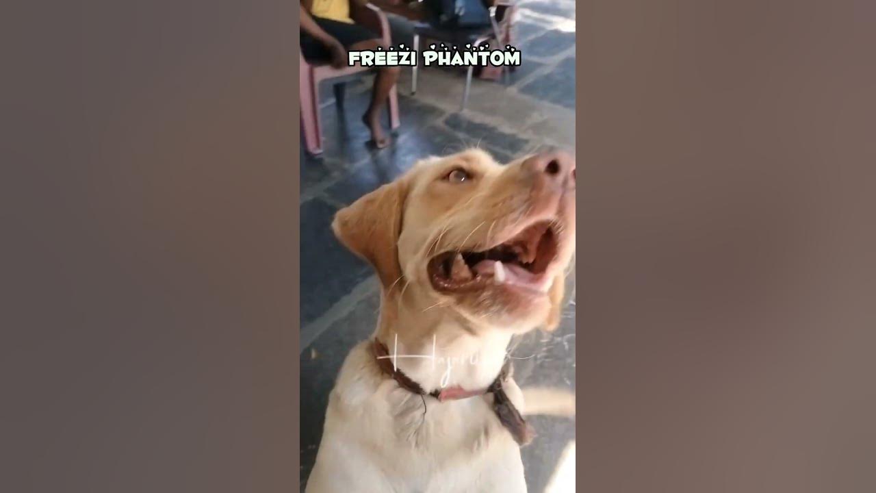 cutie-chikki-love-you-so-much-lablove-dog-friendly-doglover