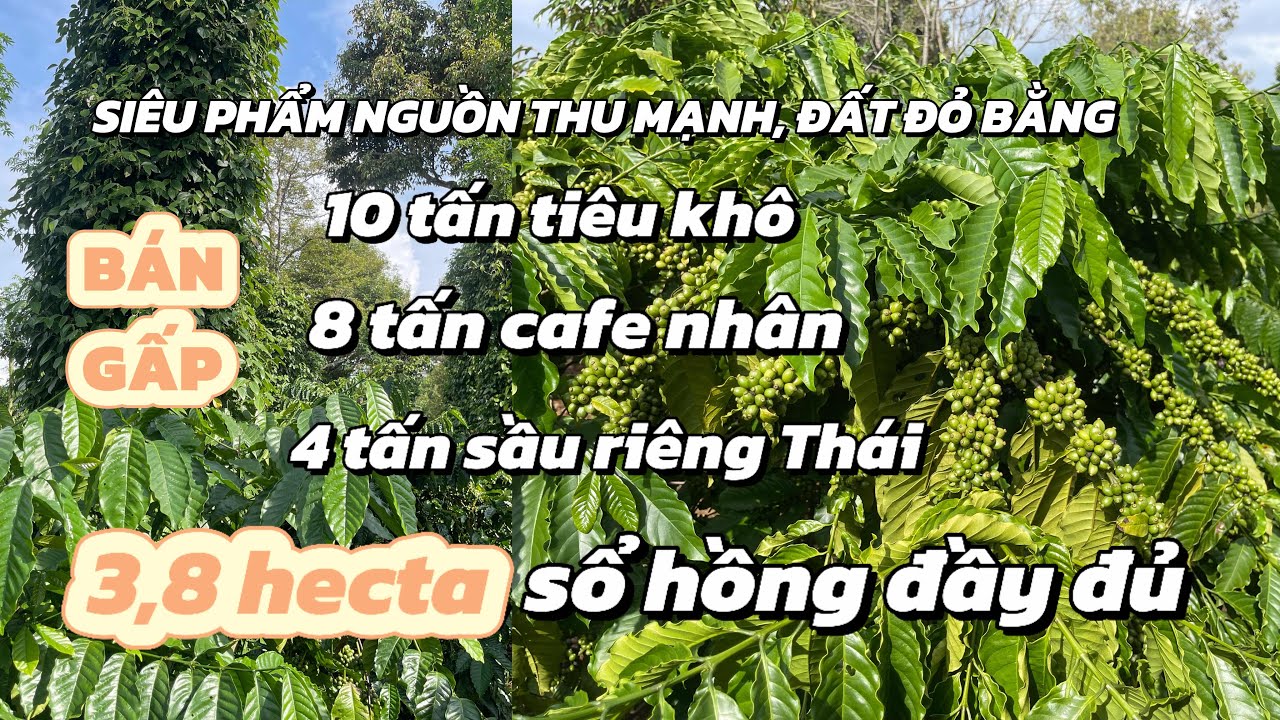 Siêu phẩm đất đỏ bằng phẳng , nguồn thu cực mạnh. Diện tích 2,8 hecta ...