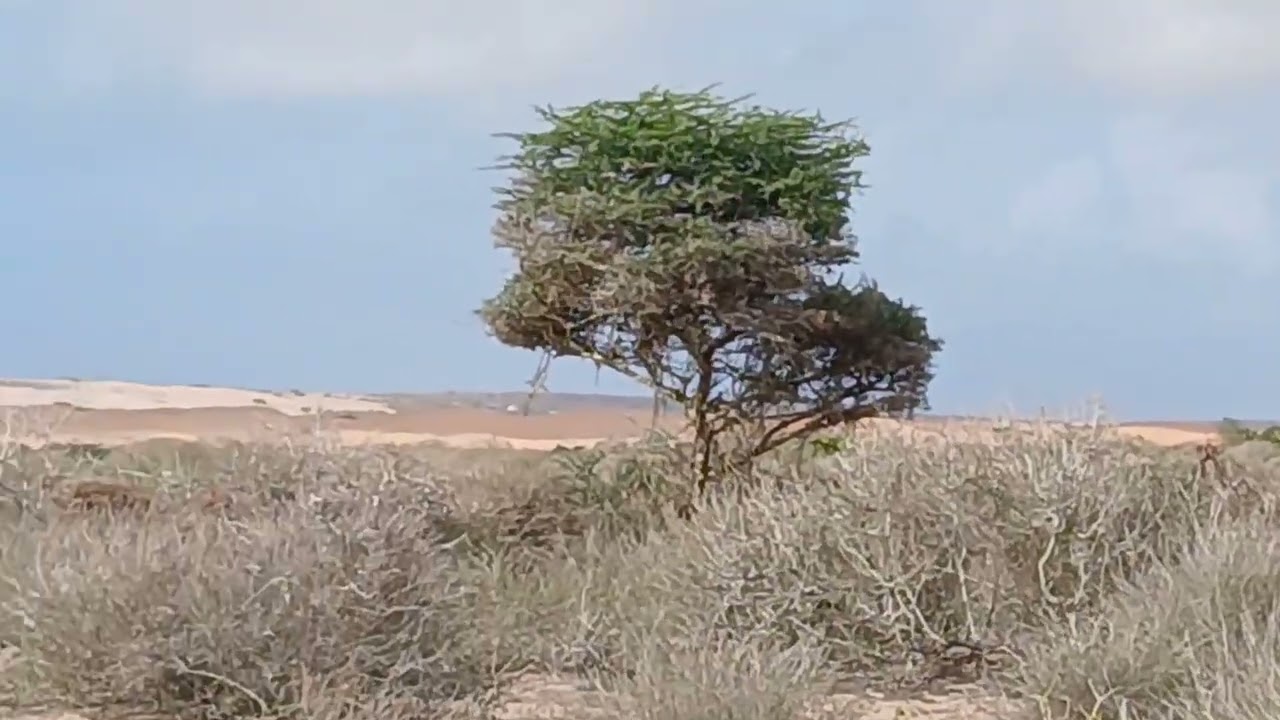 NEW MUQDISHO: FURSAD MAALGASHI | $1200 BOOSKII | Whatsapp +252616300491