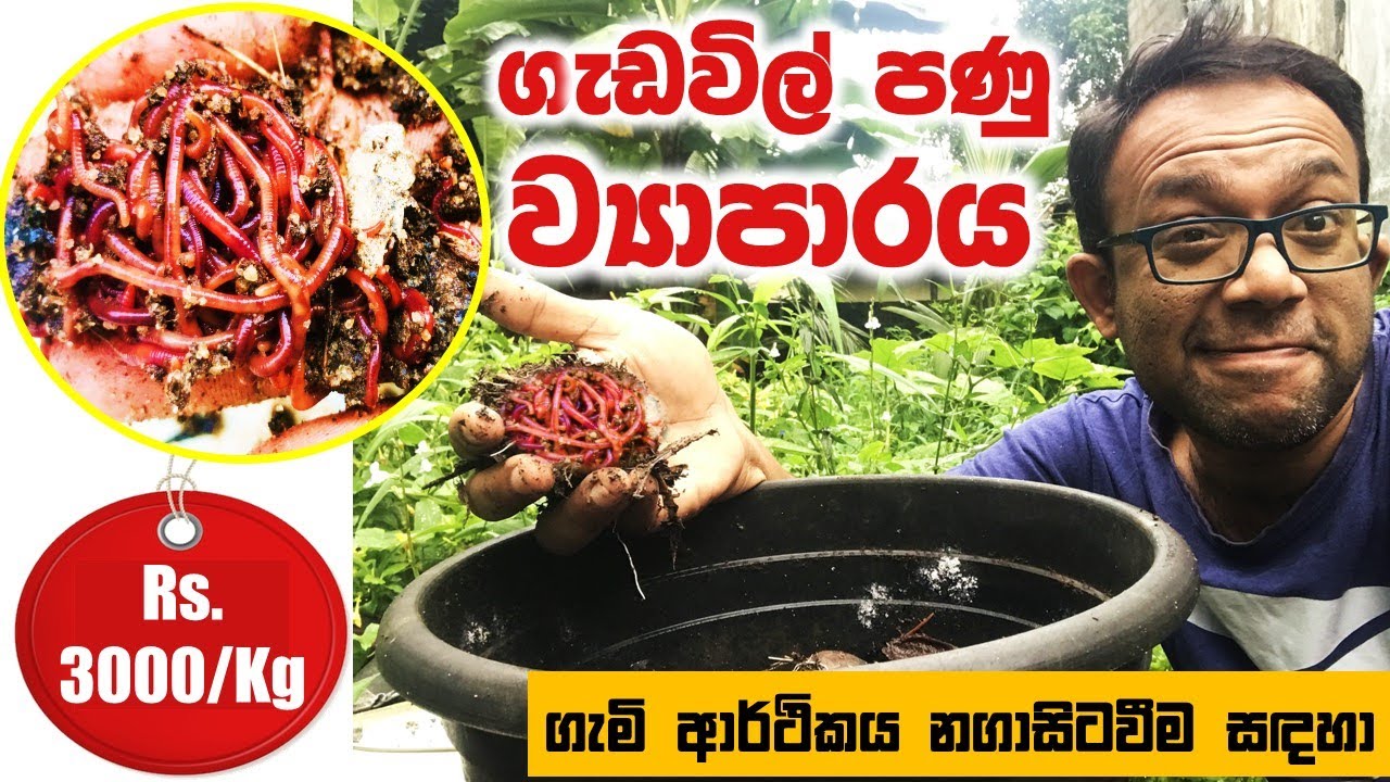 අධික ඉල්ලුමක් ඇති ගැඩවිල් පනුවෝ 500ක් එක පොච්චියකින් හදන සරල ක්‍රමය